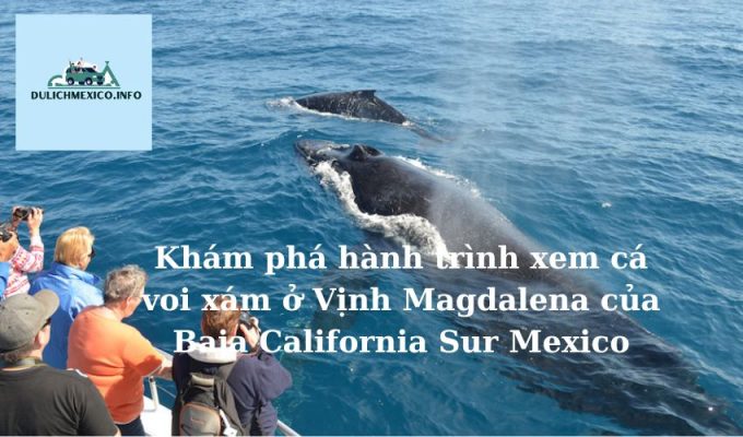 Khám phá hành trình xem cá voi xám ở Vịnh Magdalena của Baja California Sur Mexico